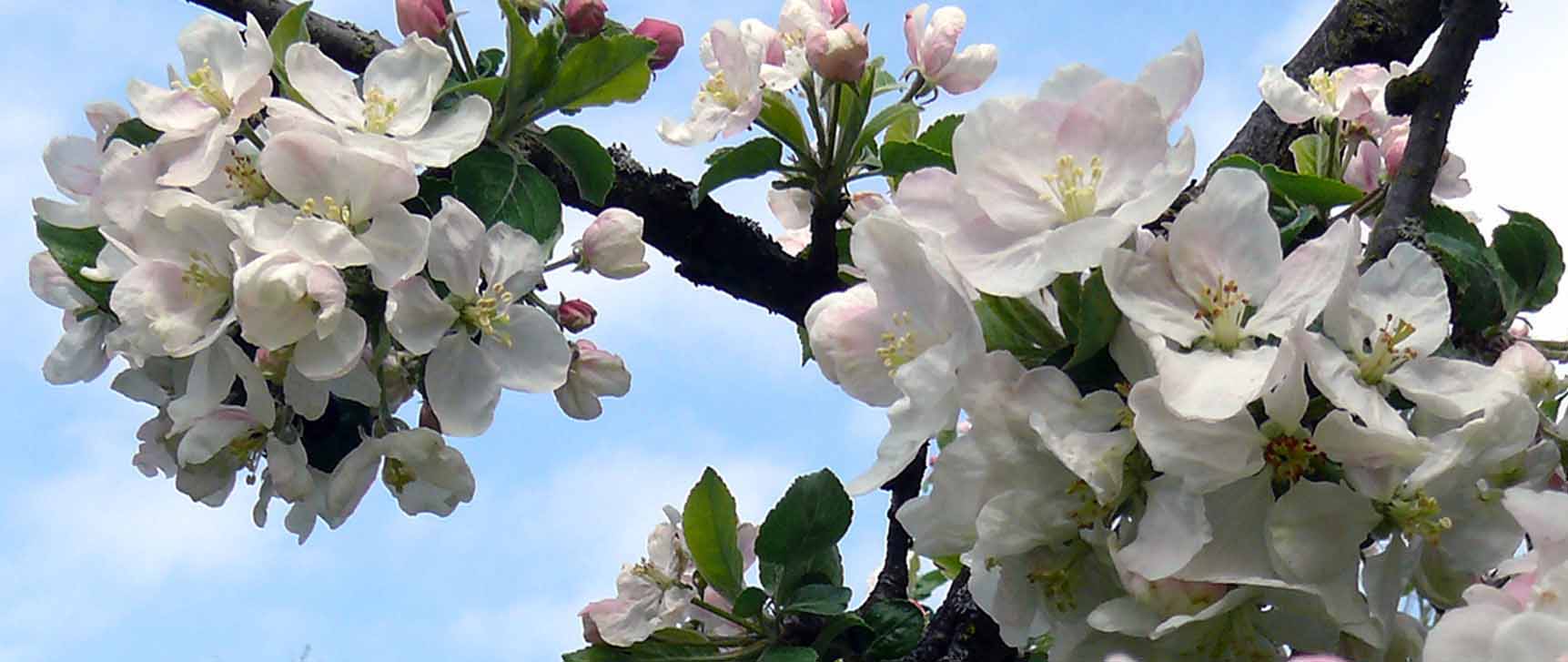 Der Apfelbaum blüht