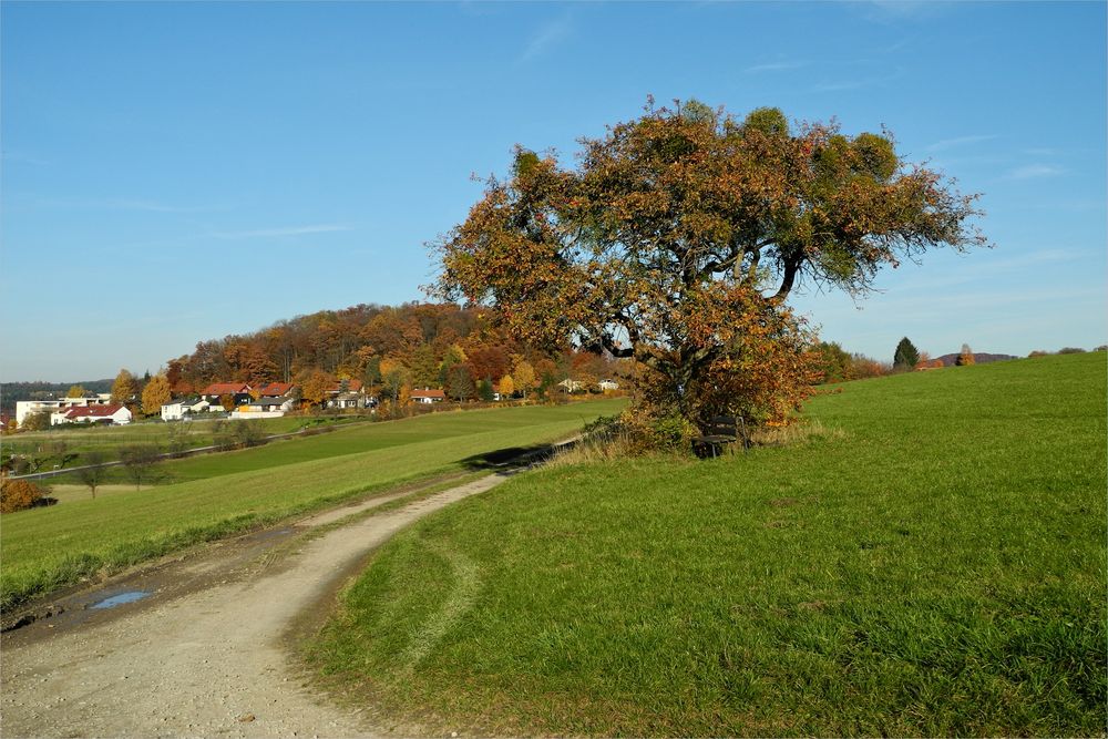 der Apfelbaum