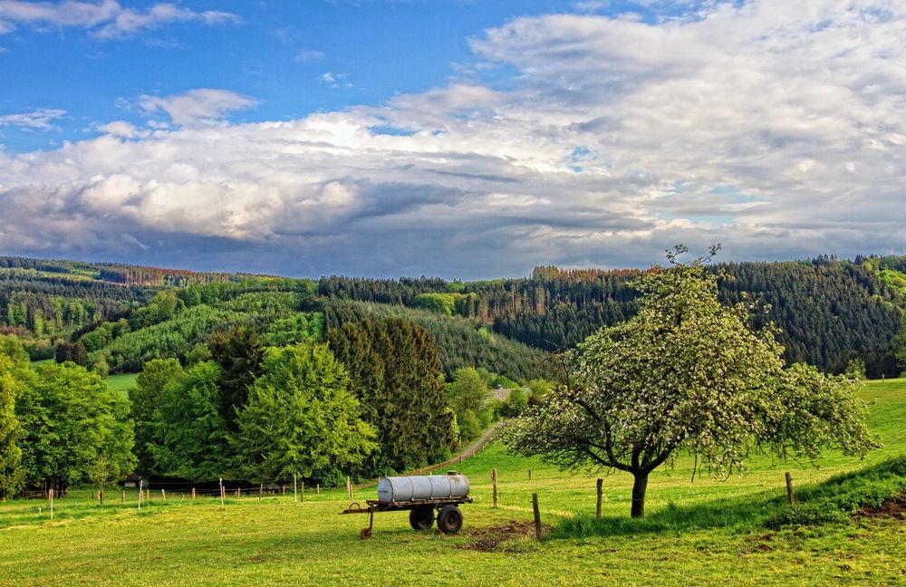 Der Apfelbaum