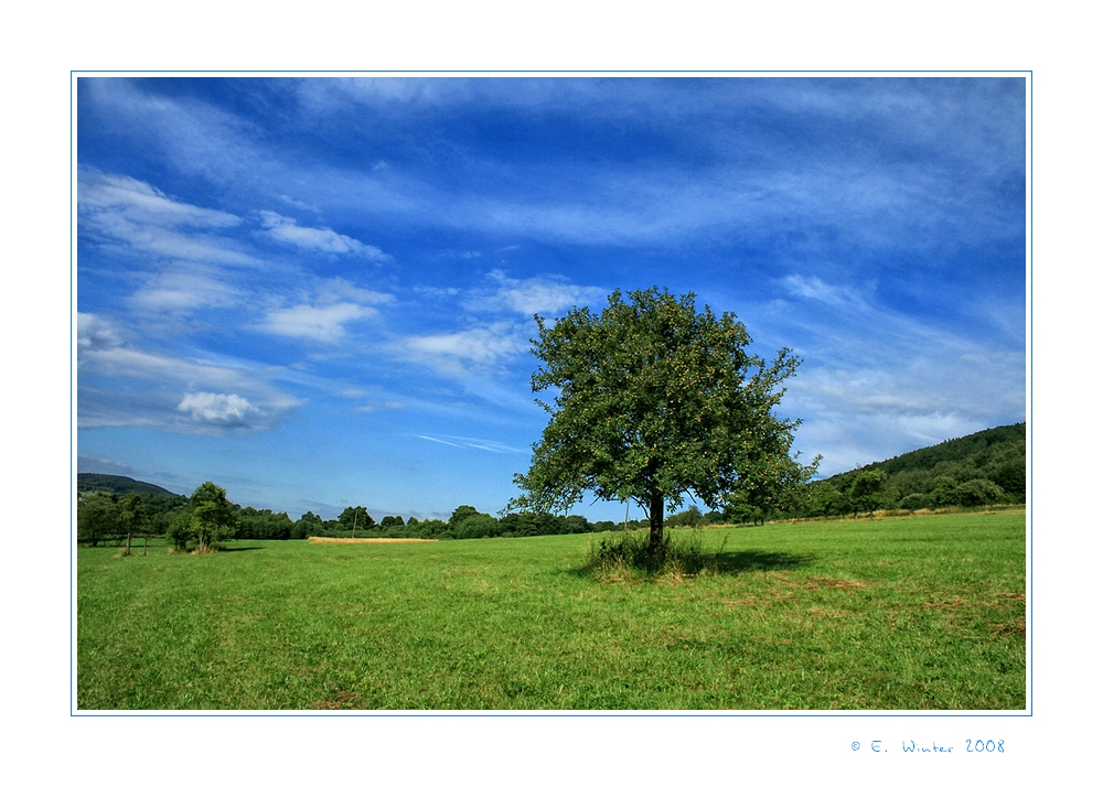 ~Der Apfelbaum~