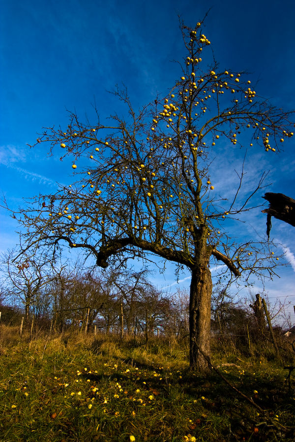 Der Apfelbaum