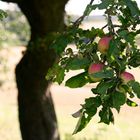 ~ Der Apfelbaum ~