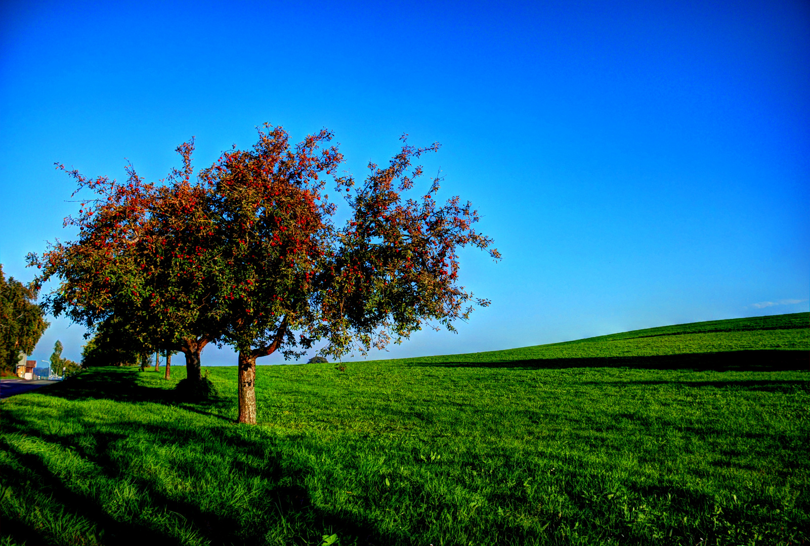 Der Apfelbaum