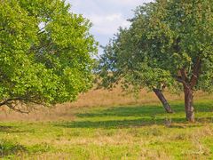 Der Apfelbaum