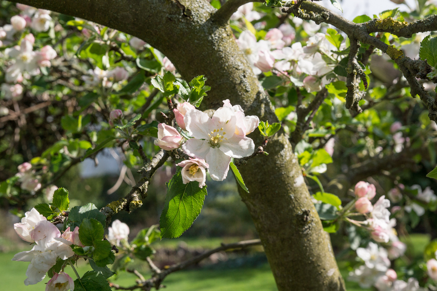 Der Apfelbaum