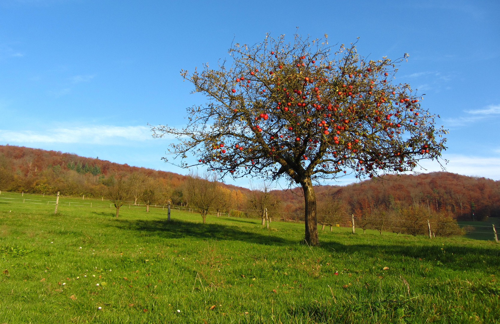 Der Apfelbaum im November Foto & Bild pflanzen, pilze & flechten