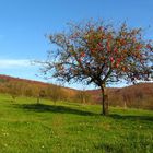 Der Apfelbaum im November