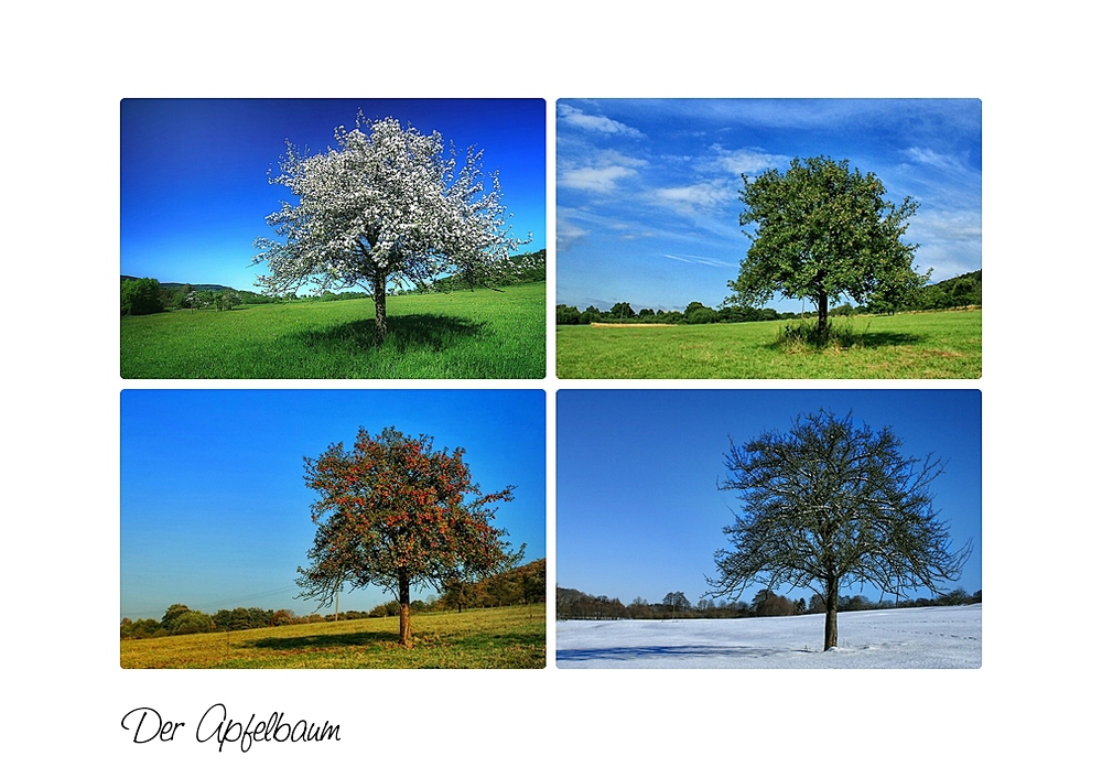 -Der Apfelbaum im Wandel der Jahreszeiten-