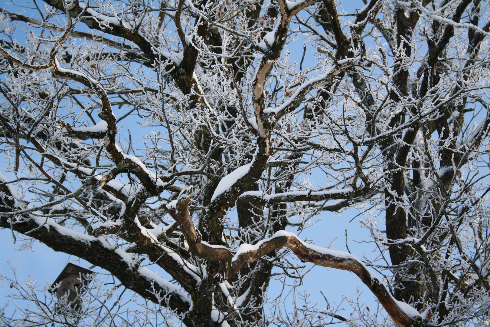 Der Apfelbaum im Winter