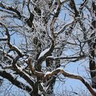 Der Apfelbaum im Winter