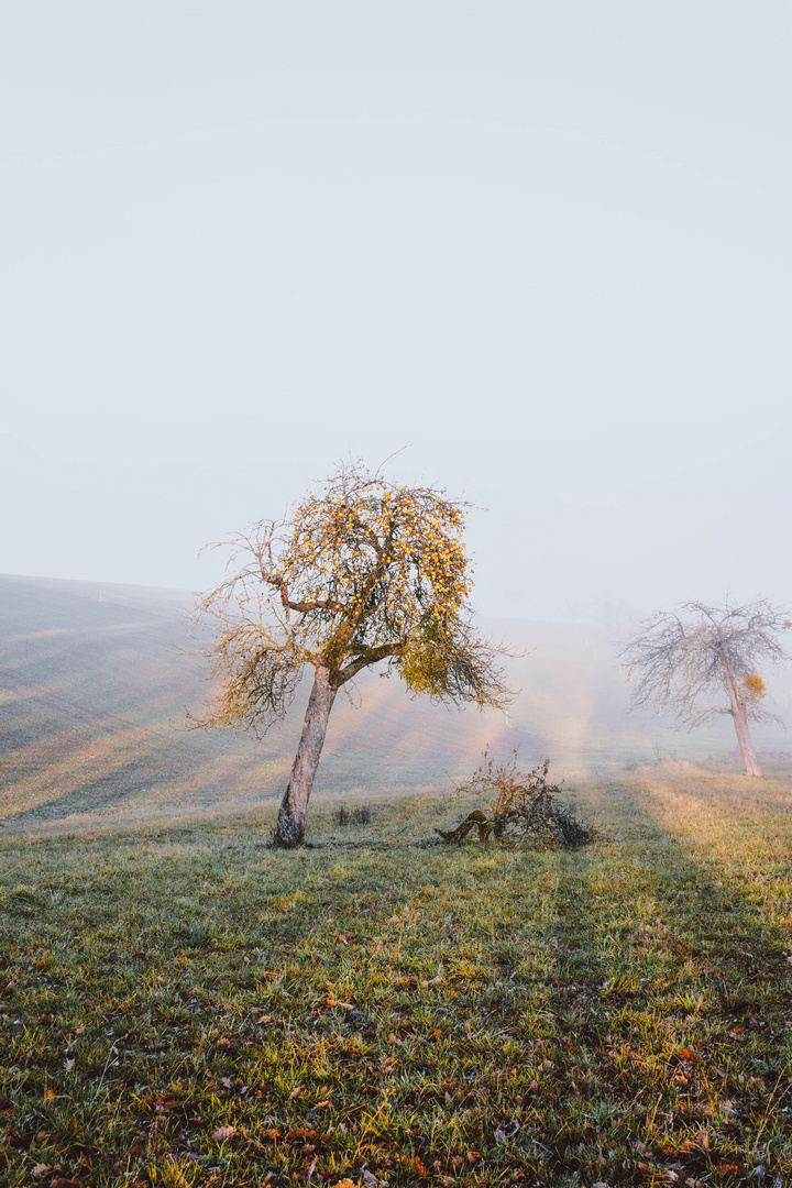 Der Apfelbaum und die Magie des Lichtes