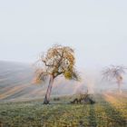 Der Apfelbaum und die Magie des Lichtes