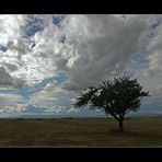 Der Apfelbaum und die Wolken