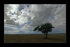 Der Apfelbaum und die Wolken