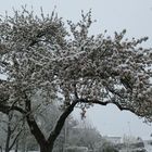 Der Apfelbaum war in voller Blüte;-((