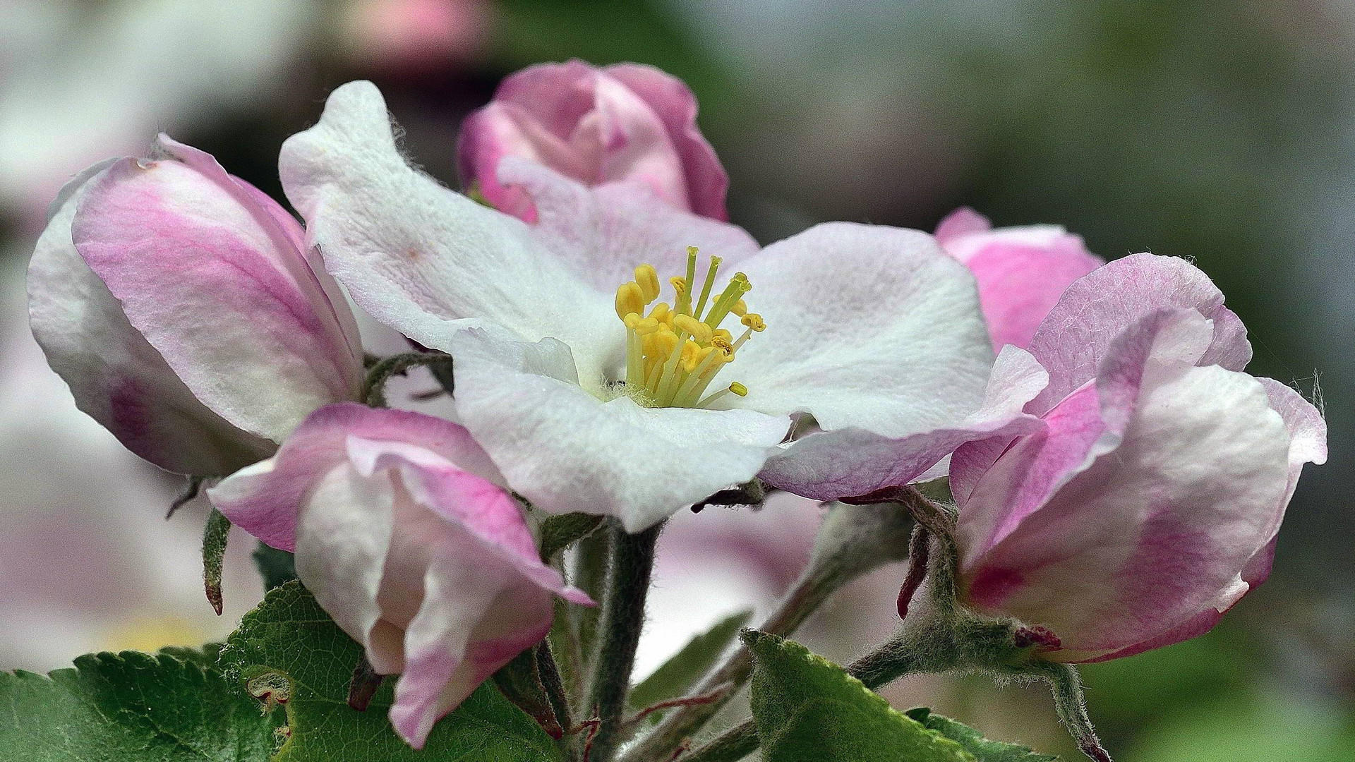 Der Apfelblüte rein geschaut