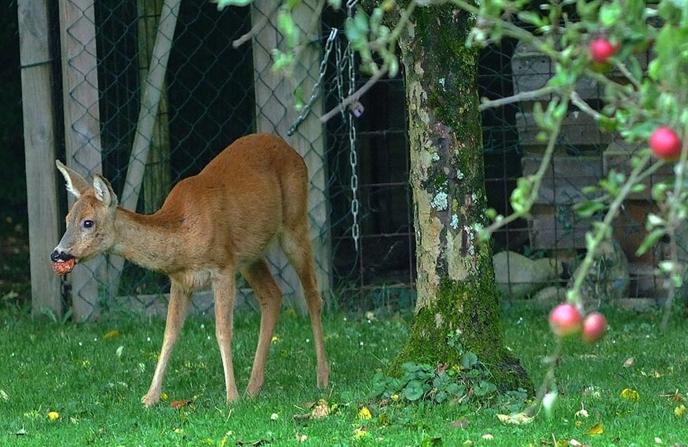 Der Apfeldieb in meinem Garten ...