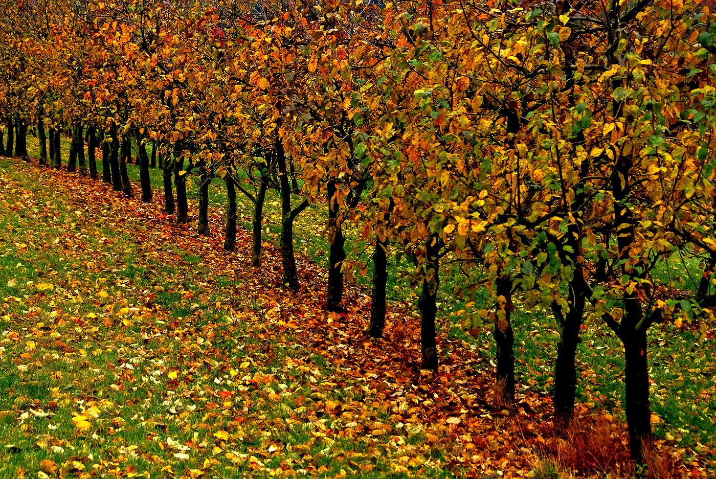 Der Apfelherbst ist jetzt auch in der Merzischer Äppelkischd vorbei. ...