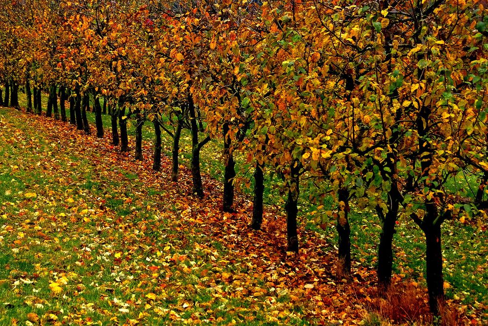 Der Apfelherbst ist jetzt auch in der Merzischer Äppelkischd vorbei. ...