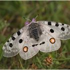 Der Apollofalter (Parnassius apollo) ..