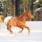 Der Appaloosa hat seinen Spaß im Schnee