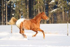 Der Appaloosa hat seinen Spaß im Schnee