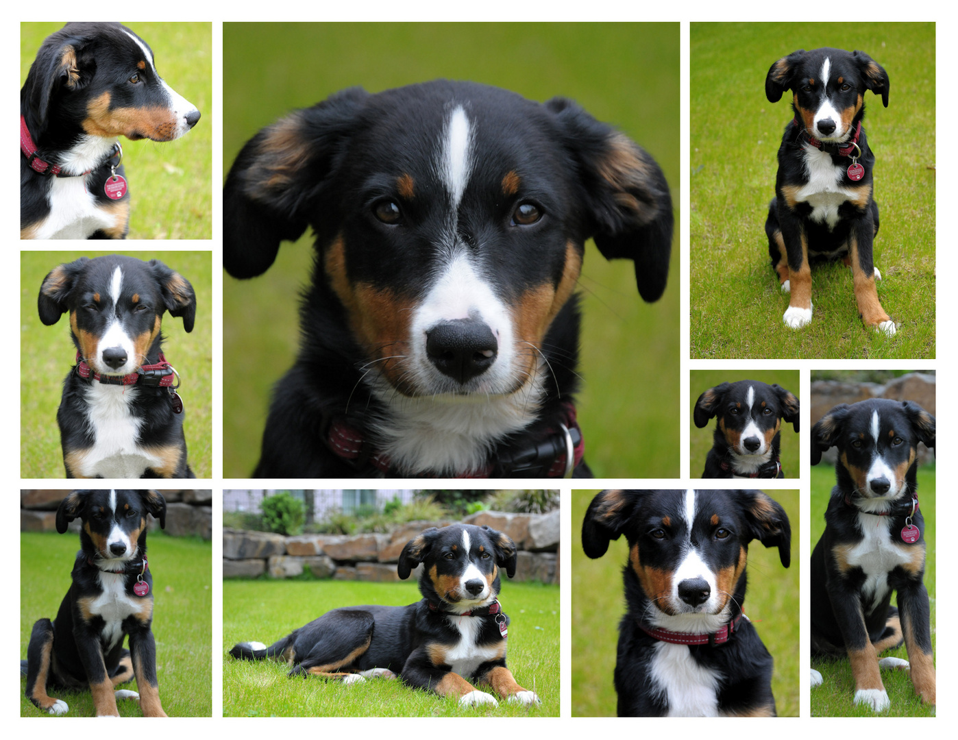 Der Appenzeller Sennehund