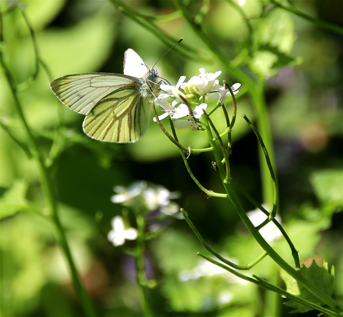 °° Der April macht die Blumen °°