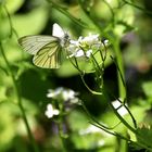 °° Der April macht die Blumen °°