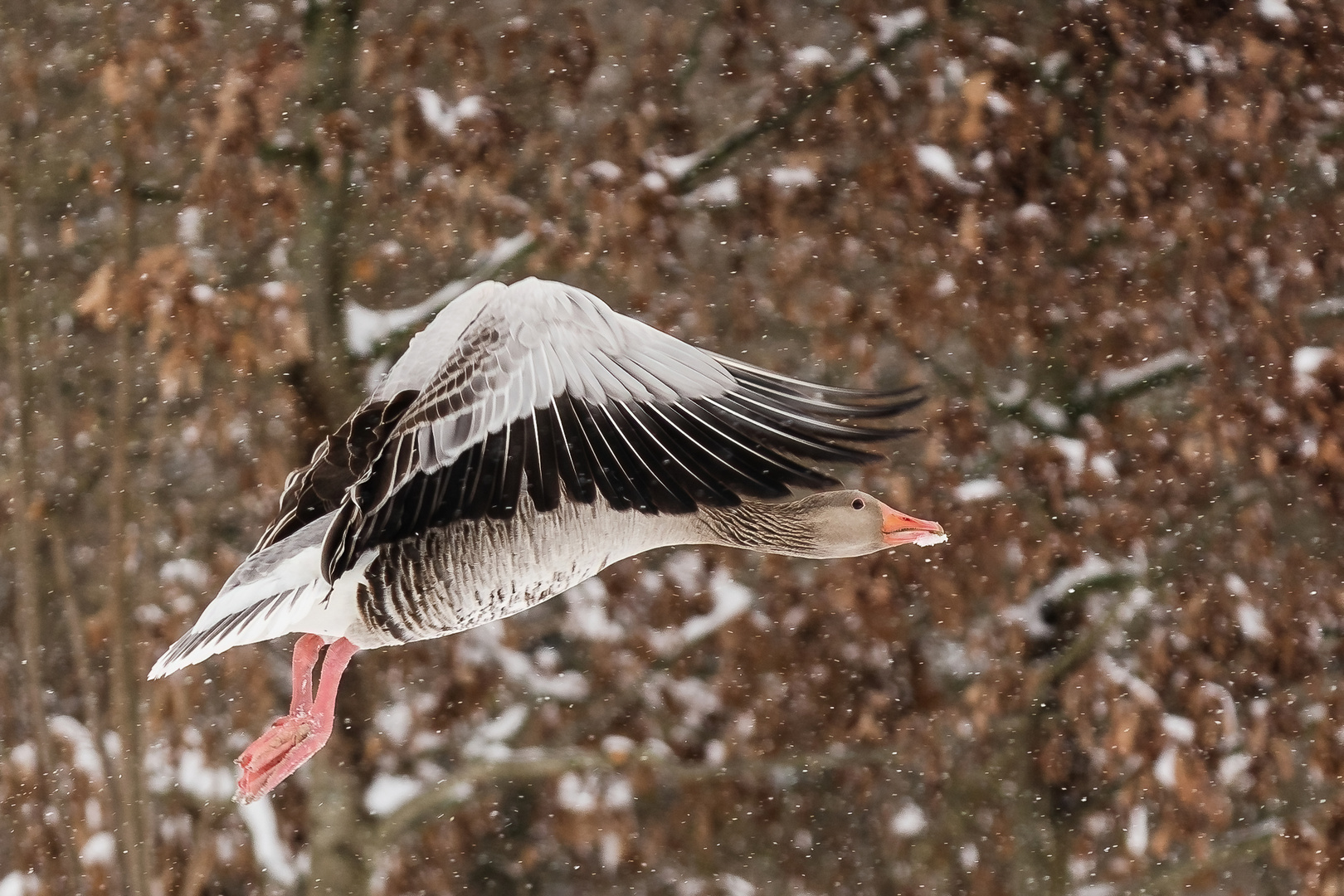 der April macht, was er will. Flug im Schnee