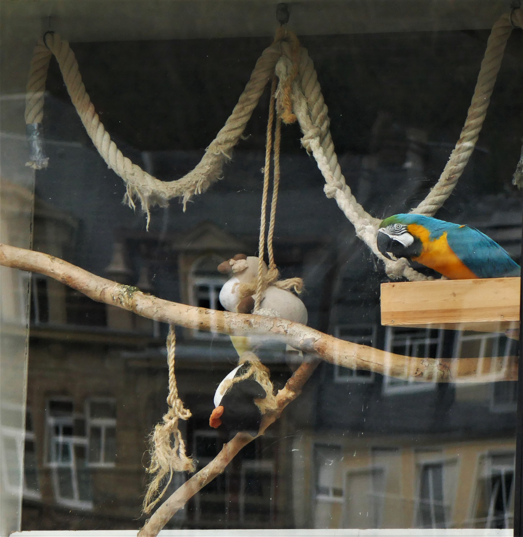 Der Ara im Fenster