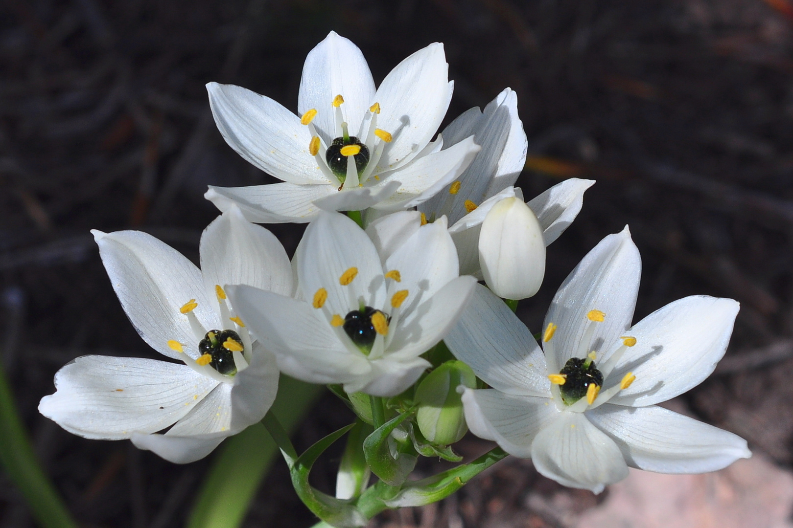 Der Arabische Milchstern (Ornithogalum arabicum) Foto & Bild pflanzen