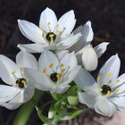 Der Arabische Milchstern (Ornithogalum arabicum)