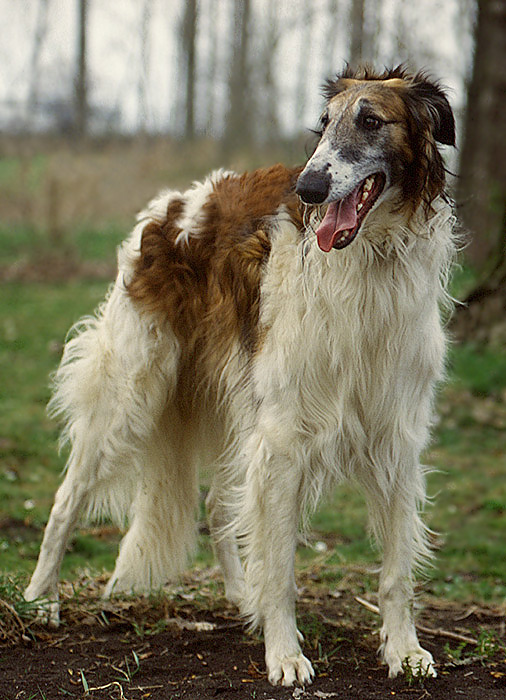 Der Aristokrat unter den Hunden - Barsoi