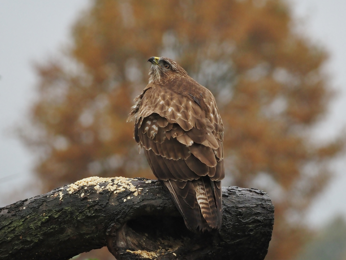 Der arme Bussard.....