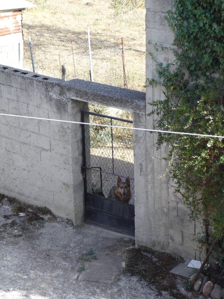 der Arme Hund...eingesperrt mit "treudoof" blick