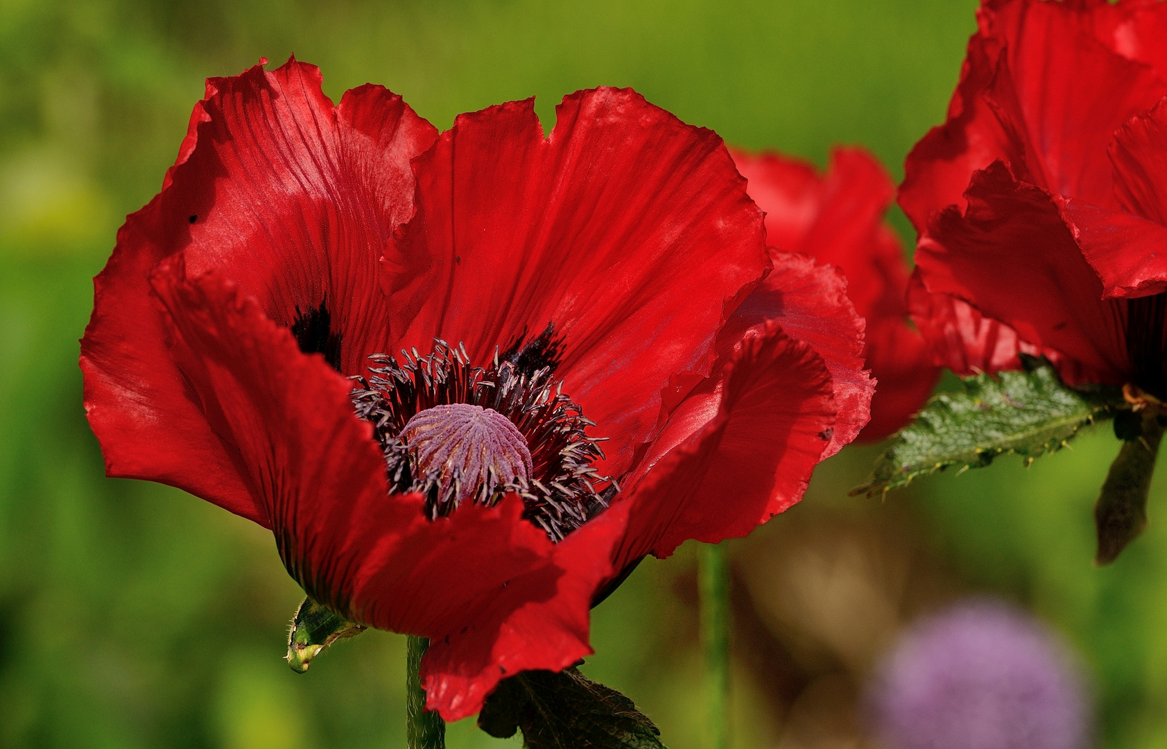 Der Arznei-Mohn (Papaver bracteatum), auch Armenischer Mohn genannt,...