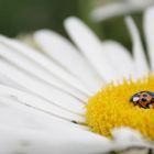 Der Asiate unter den Marienkäfern