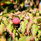 Der Asiatische Blüten-Hartriegel (Cornus kousa) ist eine Pflanzenart in der Gattung Hartriegel (Corn