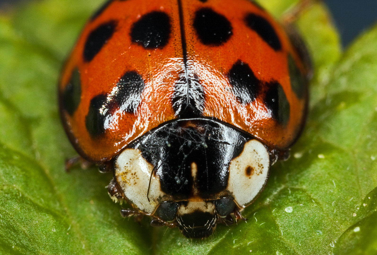 Der asiatische Marienkäfer