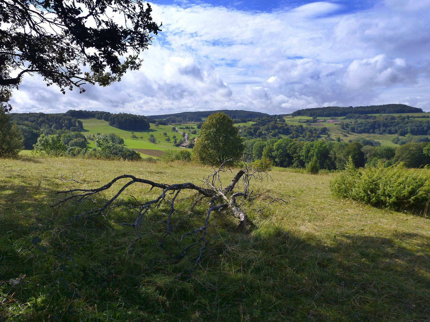 Der Ast....... Foto & Bild | natur, herbst, landschaft Bilder auf
