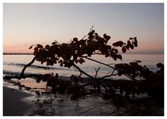 der Ast am Strand