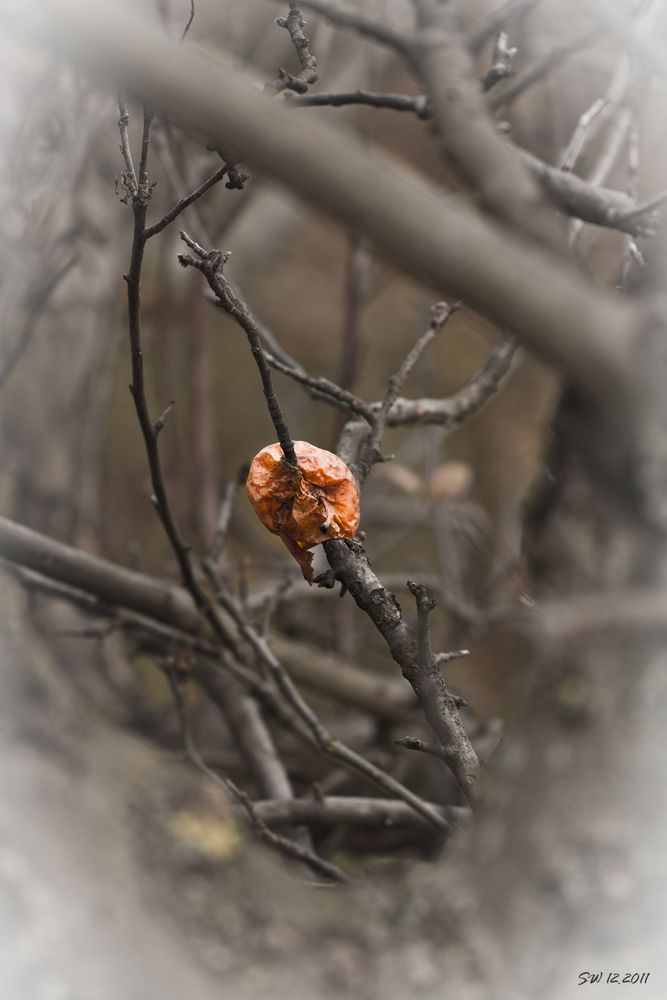 Der Ast der durch den Apfel wuchs ..