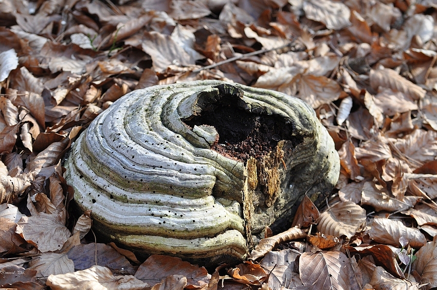 Der Ast ist schon vermorscht...der Pilz blieb allein zurück