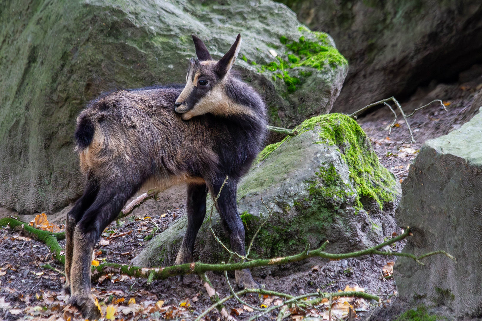 Der Ast war im Weg und dann zwickte und zwackte es auch noch im Fell!