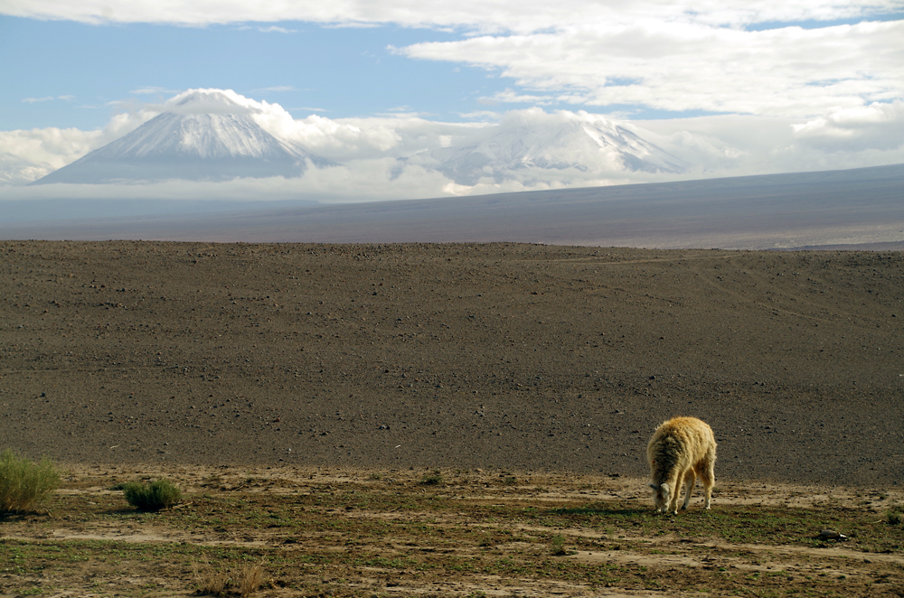 Der Atacama Klassiker ;-)