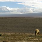 Der Atacama Klassiker ;-)