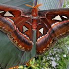 Der Atlasfalter, Attacus atlas