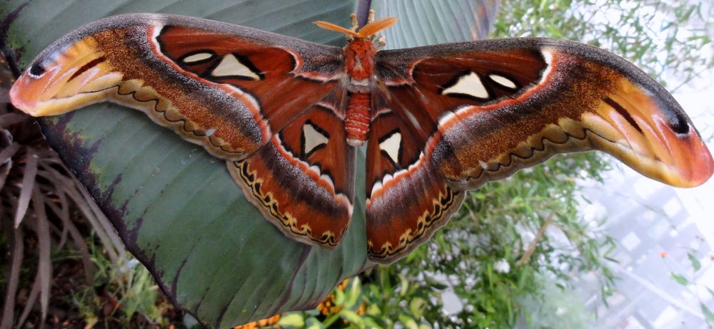 Der Atlasfalter, Attacus atlas von Nicole Tellenbach 