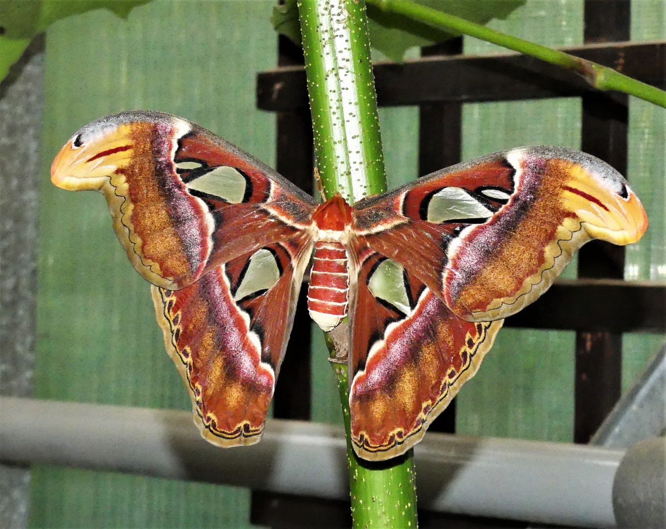 Der Attacus atlas...